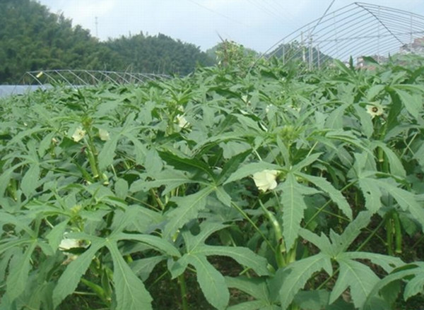 黄秋葵种植时间及种植技术有哪些要求